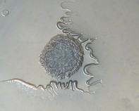 water bacteria water bacteria